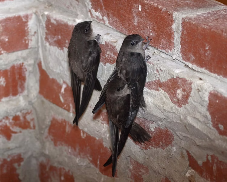 Swifts Gallery 1
